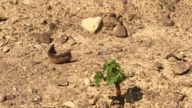 10 jours apres la plantation