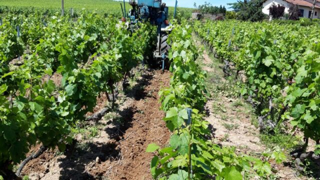 Travaux dans les vignes