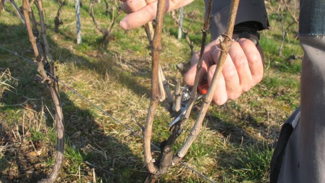 taille de la vigne