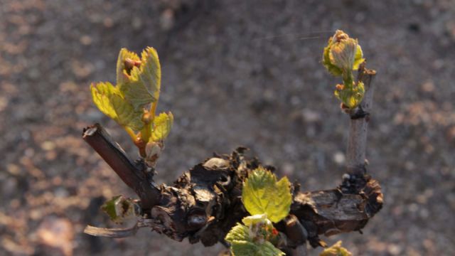 La vigne pousse