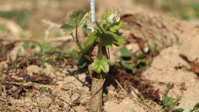 La vigne pousse