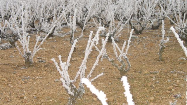 vigne et neige