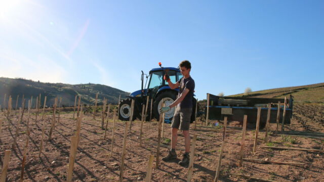 Plantation des echalas